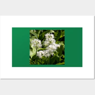 Wild garlic Posters and Art